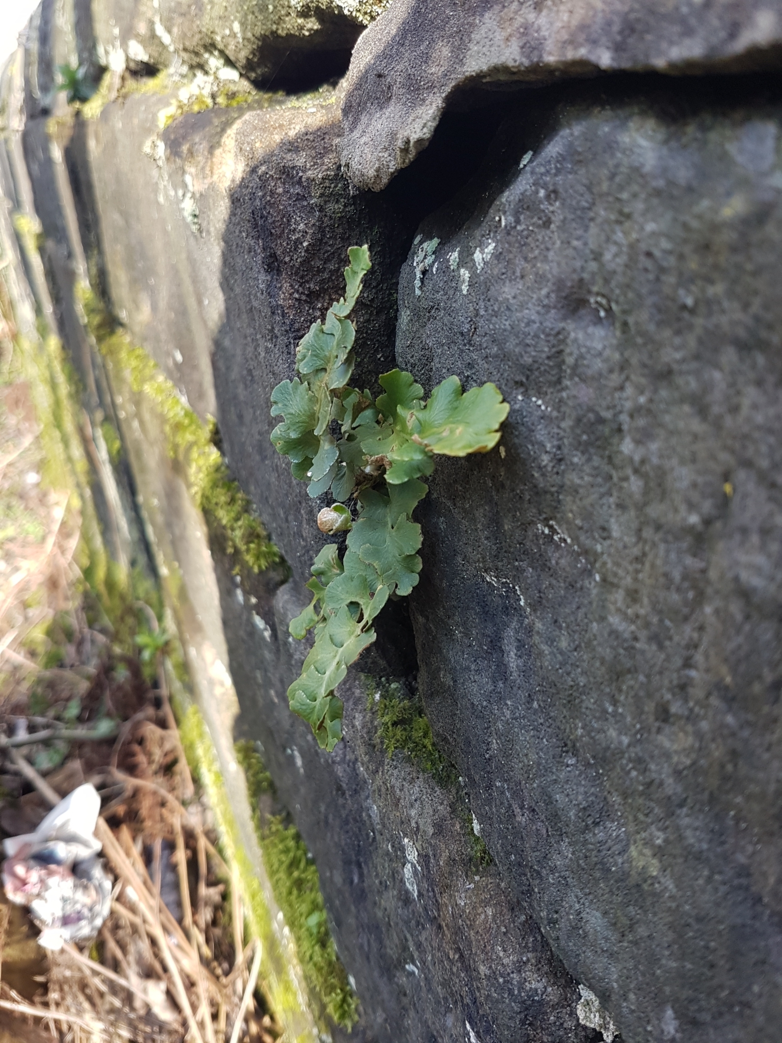 Asplenium ceterach subsp. cyprium (Viane & Van den Heede) Viane 3
