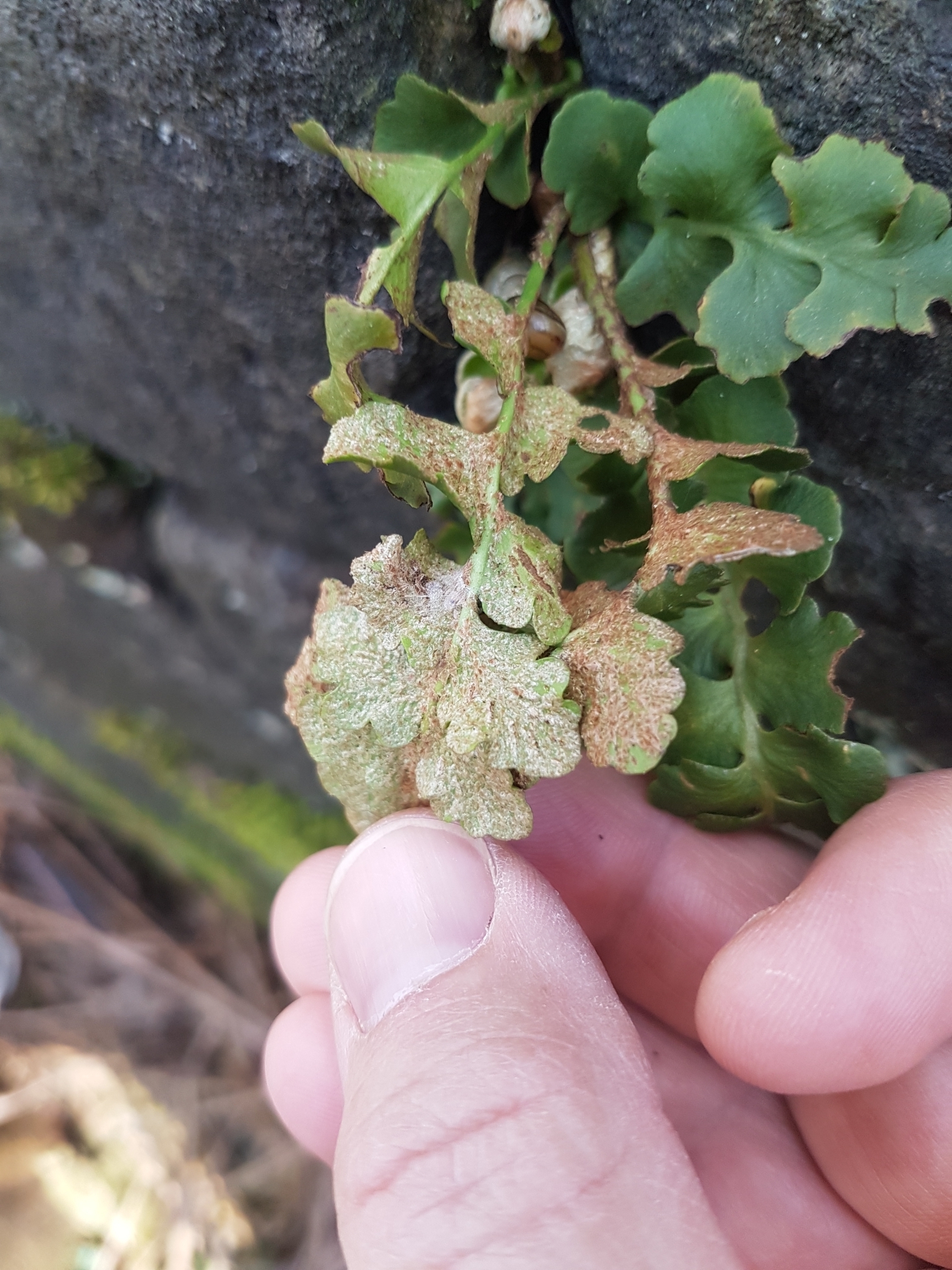 Asplenium ceterach subsp. cyprium (Viane & Van den Heede) Viane 4