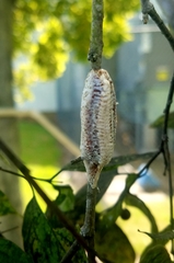 Stagmomantis carolina