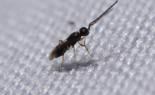 iNaturalist observation photo of Megaspilinae