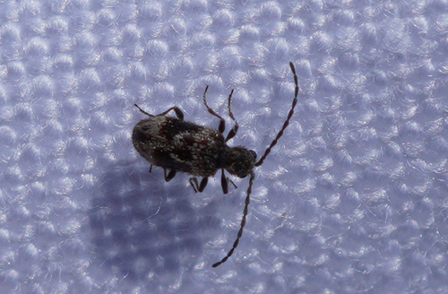 iNaturalist observation photo of Deathwatch, Spider, and Wood-borer Beetles