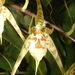 Brassia caudata - Photo (c) Eric van den Berghe, some rights reserved (CC BY-NC), uploaded by Eric van den Berghe