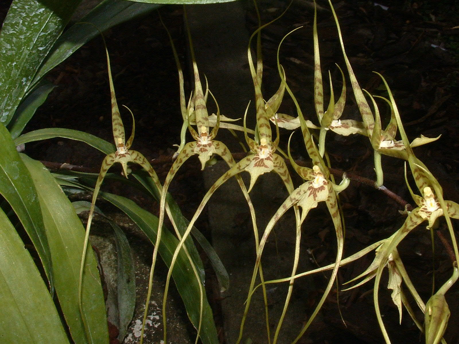 Brassia caudata (L.) Lindl. 3