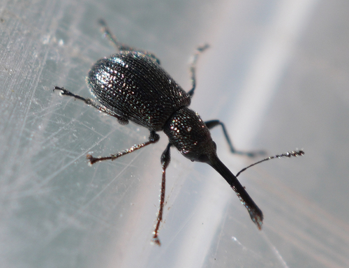 iNaturalist observation photo of Snout and Bark Beetles