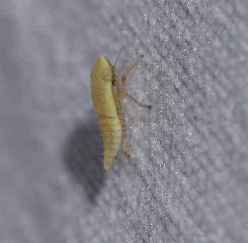 iNaturalist observation photo of True Bugs, Hoppers, Aphids, and allies