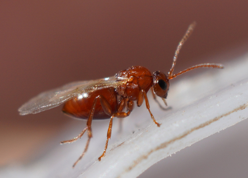 iNaturalist observation photo of Oak Gall Wasps