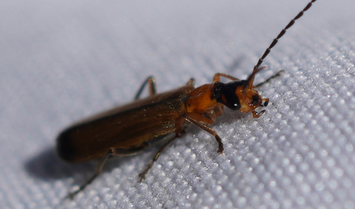 iNaturalist observation photo of Podabrini
