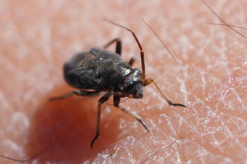 iNaturalist observation photo of Irbisia