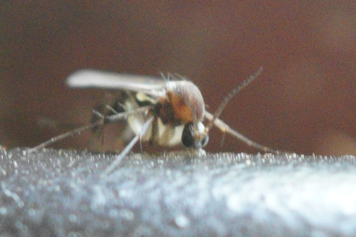 iNaturalist observation photo of Fungus Gnats