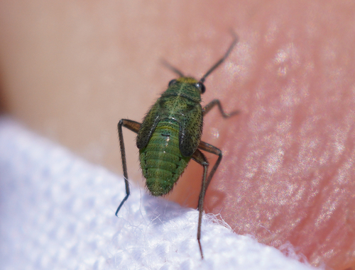 iNaturalist observation photo of True Bugs, Hoppers, Aphids, and allies