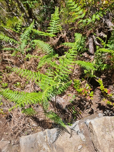 Dennstaedtiaceae image