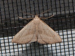 Macrochilo litophora