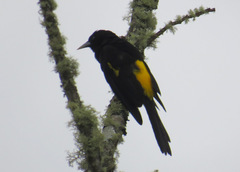Cacicus chrysonotus
