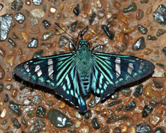 Phocides johnsoni