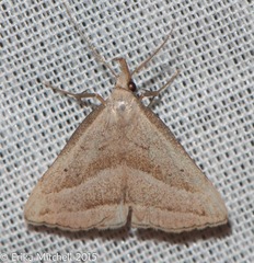 Macrochilo absorptalis