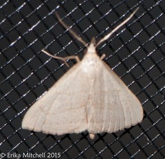 Macrochilo litophora