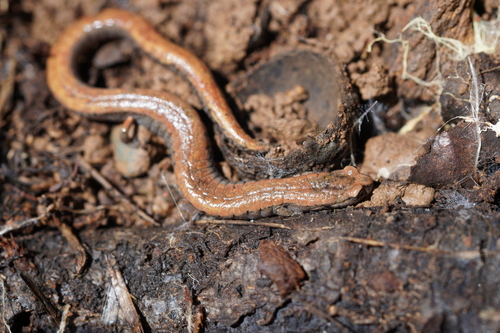 iNaturalist observation photo of California Slender Salamander