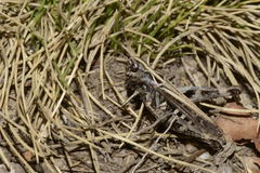 Omocestus haemorrhoidalis haemorrhoidalis
