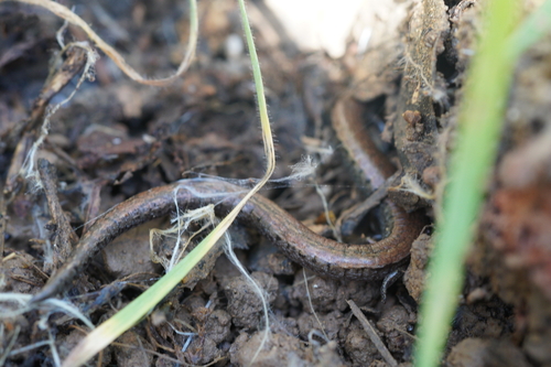 iNaturalist observation photo of California Slender Salamander