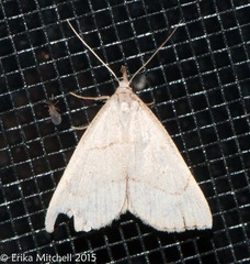 Macrochilo litophora