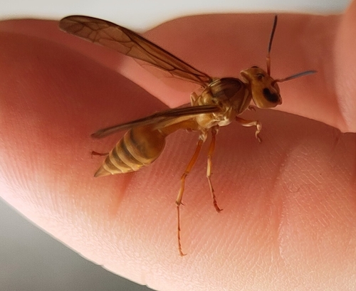 Synoeca virginea