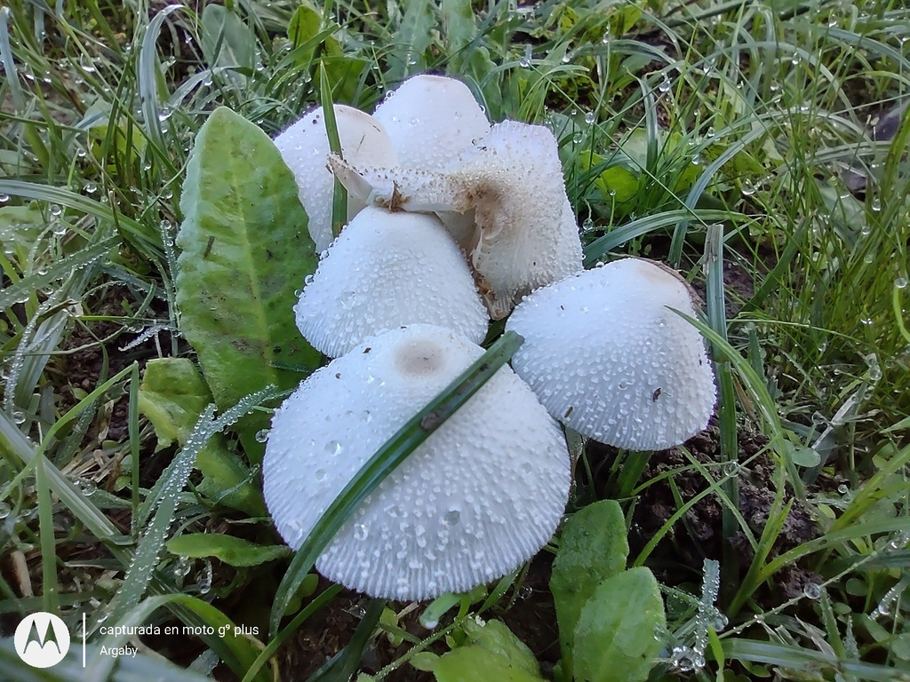 Leucocoprinus cepistipes · April 2023 · photo: © argaby (iNaturalist, cc-by)