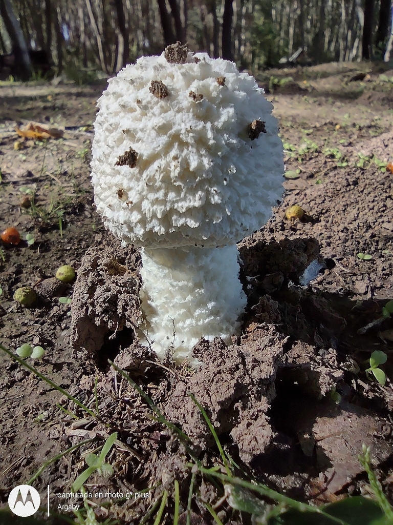 Amanita foetens · April 2023 · photo: © argaby (iNaturalist, cc-by)