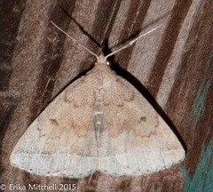Zanclognatha jacchusalis
