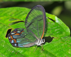Pseudohaetera hypaesia