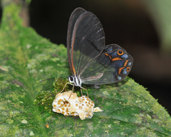 Pseudohaetera hypaesia