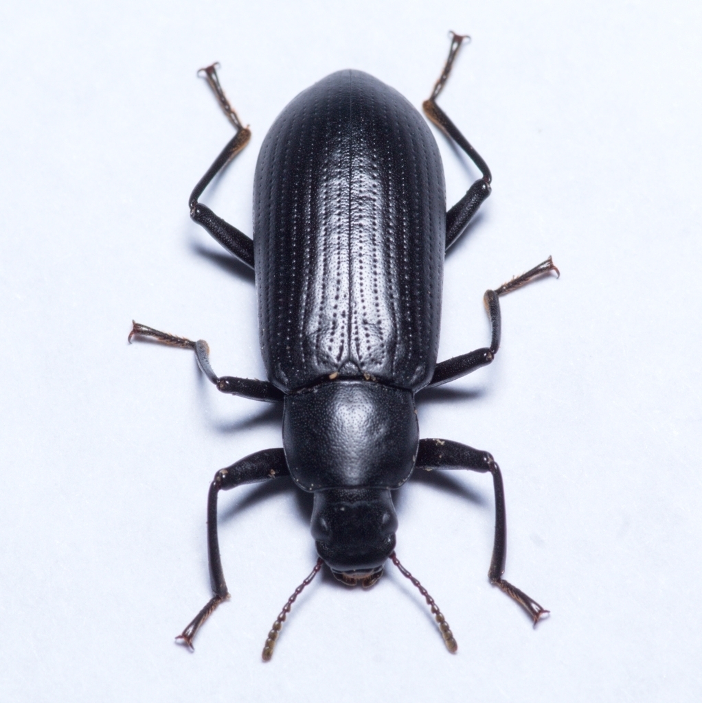 Alobates barbatus