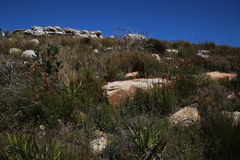 Elegia racemosa