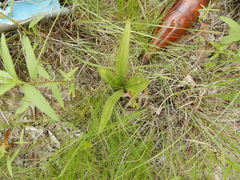 Spiranthes magnicamporum
