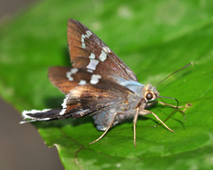 Ridens harpagus