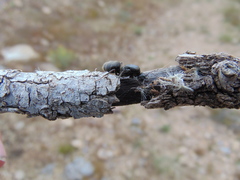 Liometopum apiculatum