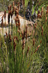 Elegia racemosa