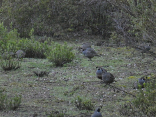 iNaturalist observation photo of California Quail