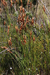 Elegia racemosa