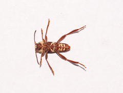 Neoclytus pubicollis