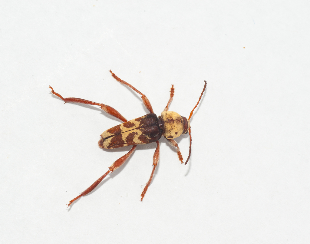 Neoclytus pubicollis