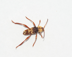 Neoclytus pubicollis