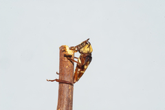 Neoclytus pubicollis