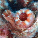 Red-throated Ascidian - Photo (c) Frédéric ANDRE, some rights reserved (CC BY-NC), uploaded by Frédéric ANDRE