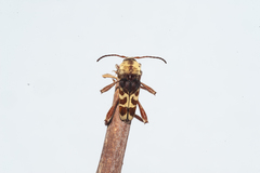 Neoclytus pubicollis