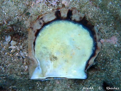 Photo of Atlantic pearl oyster (Pinctada radiata)