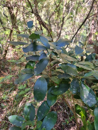 Image of Pittosporum coriaceum by (c) Vítor Jorge, some rights reserved (CC BY)