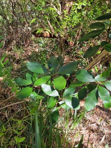 Image of Pittosporum coriaceum by (c) Vítor Jorge, some rights reserved (CC BY)