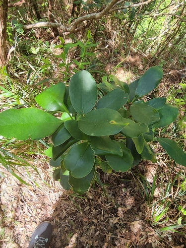 Image of Pittosporum coriaceum by (c) Vítor Jorge, some rights reserved (CC BY)