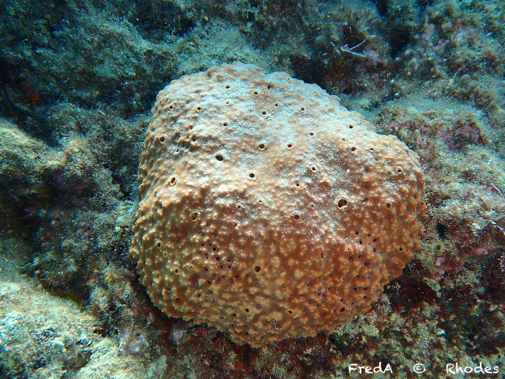 Hippospongia communis from South Aegean, Aegean, GR on April 6, 2023 at