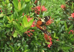 Heliconius hecale melicerta